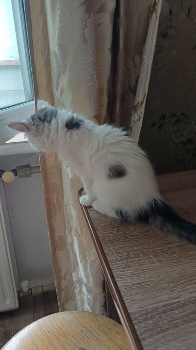 Кошеня. Кіт. Киця.