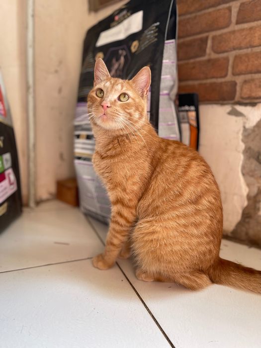 Котики отдам красивый рыжий кот