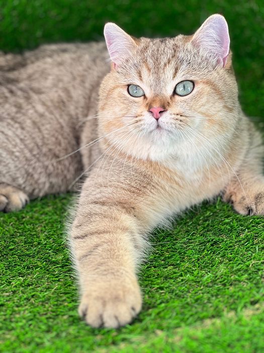British shorthair