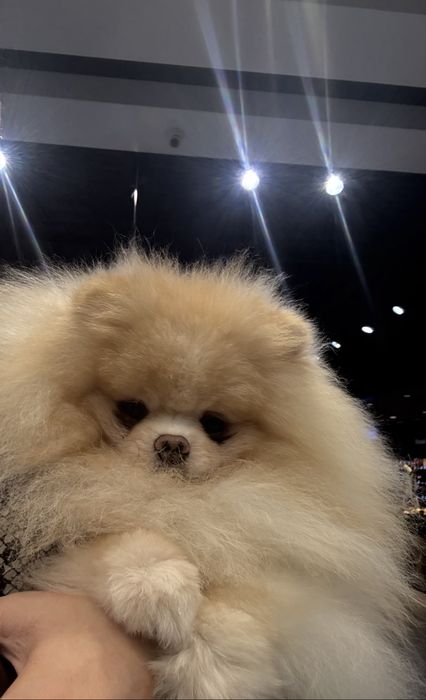 Померанчик только в любимцы