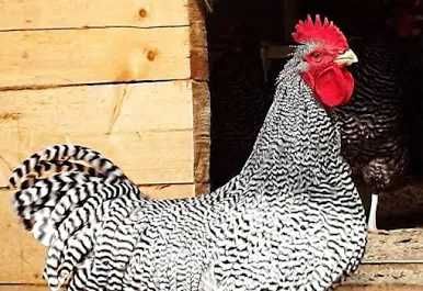 Продаж інкубаційного яйця Амрокс.