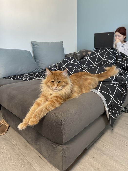 Вязка мейн кун дівчинка