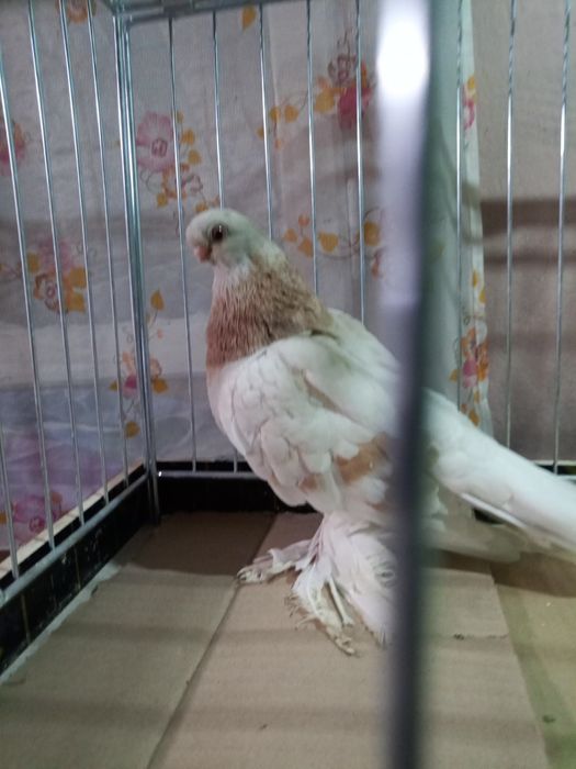 Blauwinder samczyk 25 rok