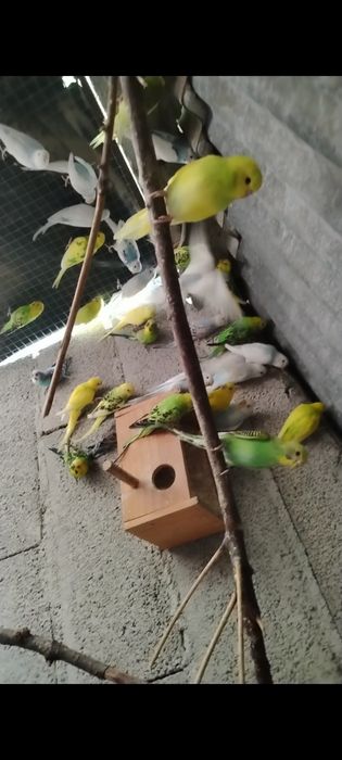 Piriquitos deste ano para ceder