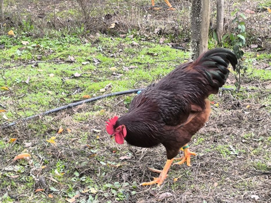 Prontos para novos voos