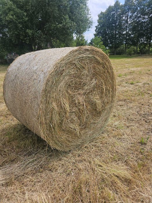 Siano w belach 120x130
