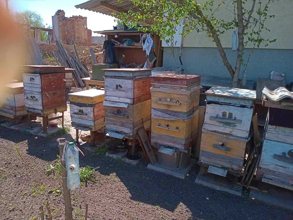 Продам пасіку з 5 сімей