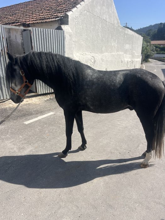 Duplo ponei castrado 1,40