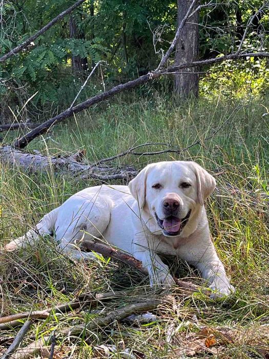 лабрадор ищет девочку, вязка