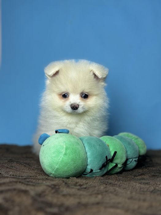 Веселий та розумний шпіцик