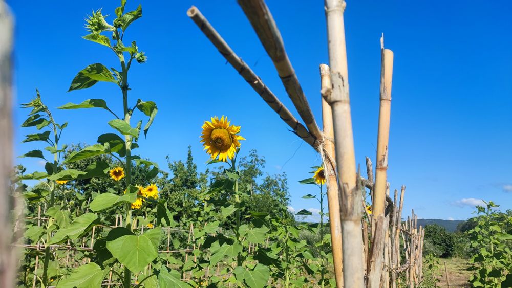 Sementes de Girassol do Produtor — Para Semear ou Alimentar Pássaros