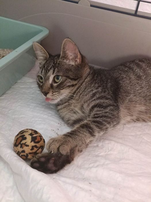 Gatinho 2 meses e meio ADOÇÃO
