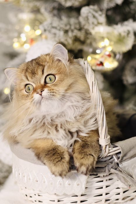 Неймовірний красень котик золота шиншила