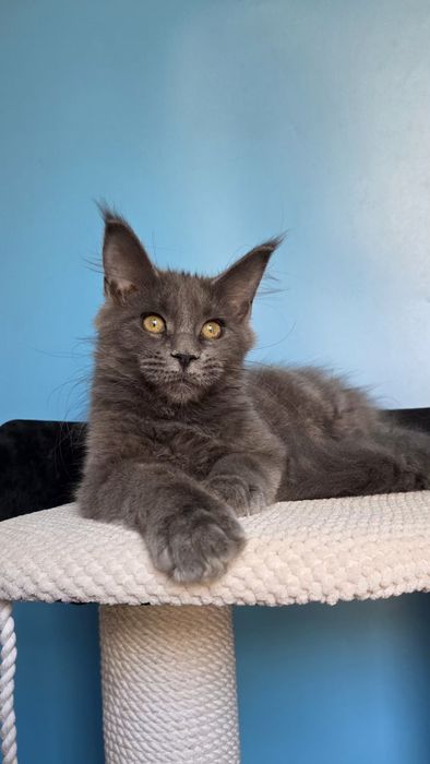 Шикарная девочка мейн