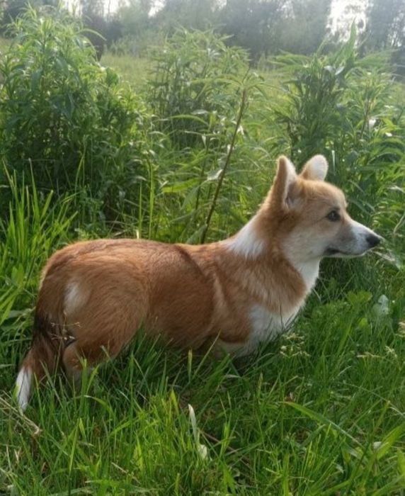 Коргі вельш цуценя