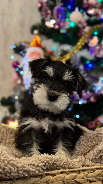 Цуцик Цвергшнауцер