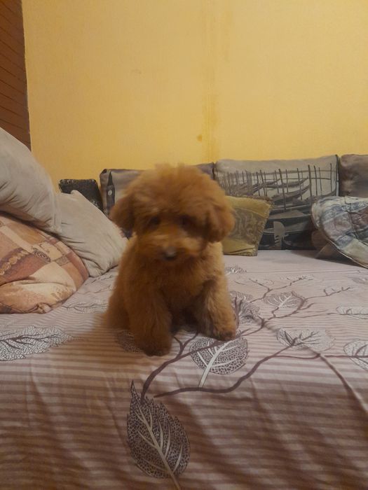 Крихітний той пудєль