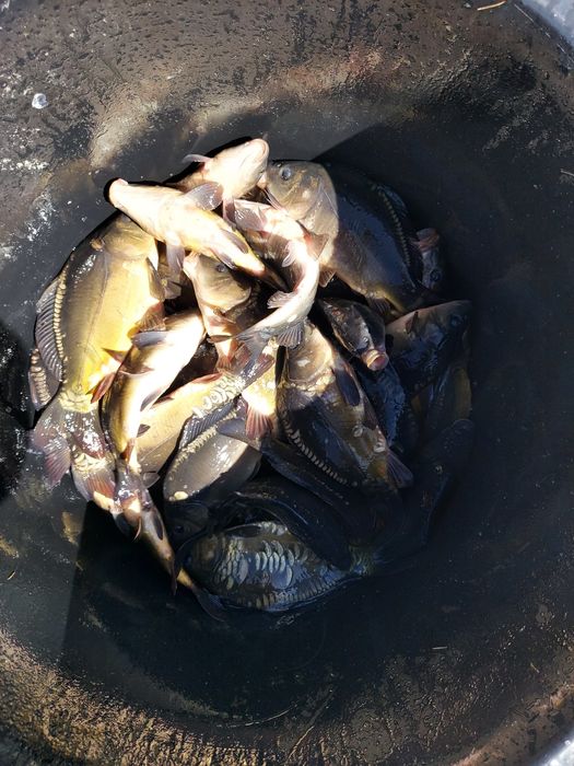 Karp, narybek, kroczek