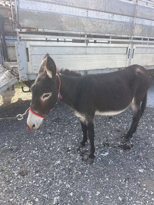 Burrinha muito engatada montada