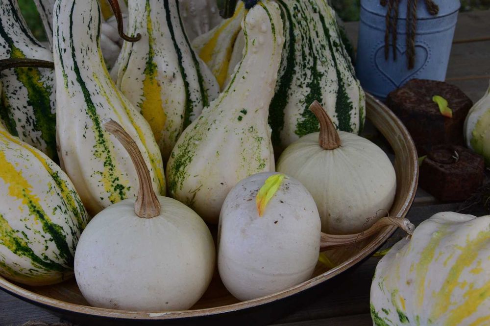 Abóboras Ornamentais Diversas