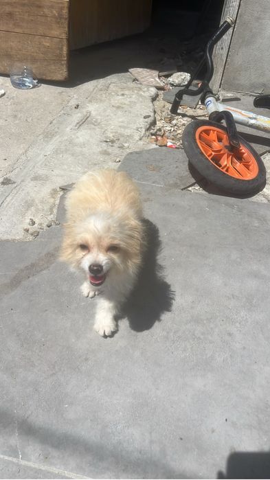 Vendo canixe puro 4meses