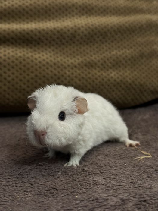 Świnka Morska biała US teddy dziewczynka