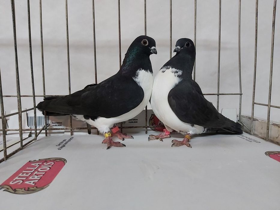 Gołębie Czajki Wiedeńskie