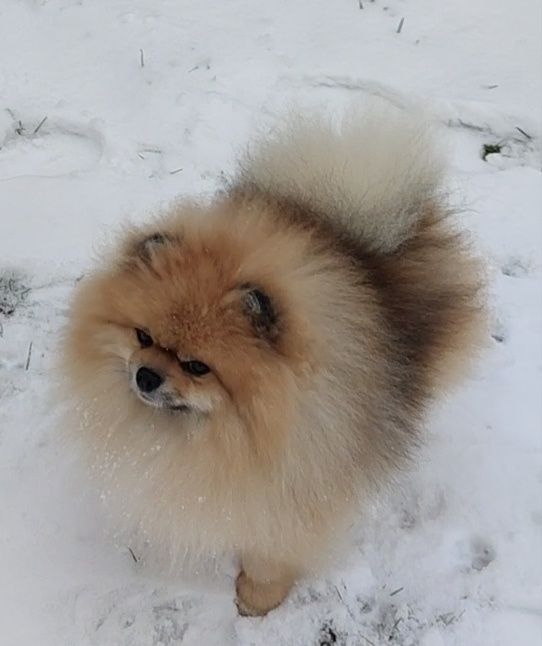 Померанский шпиц, тоу. Вязка