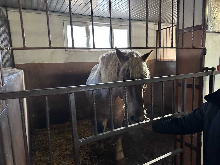 Продаж ранчо « Софія»