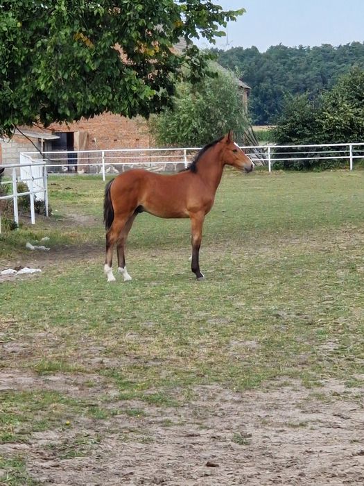 Sprzedam ogiera typ pogrubiony