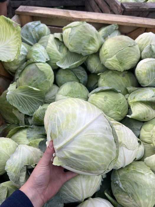 Продам капусту