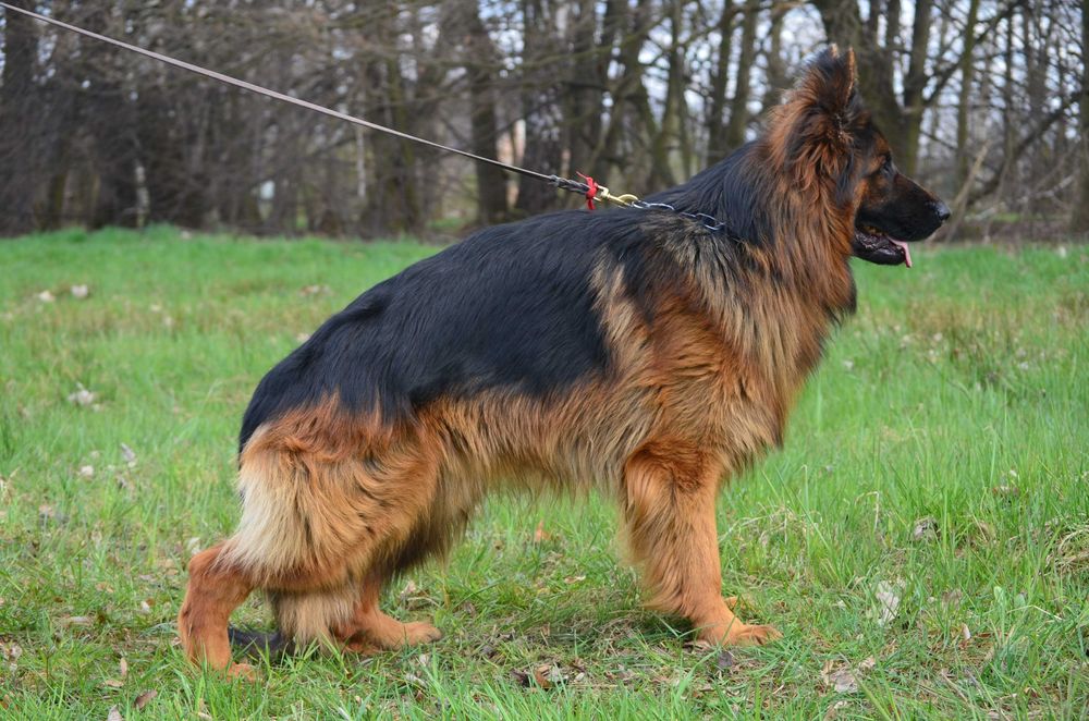 Owczarek Niemiecki Długowłosy SPRZEDAŻ!