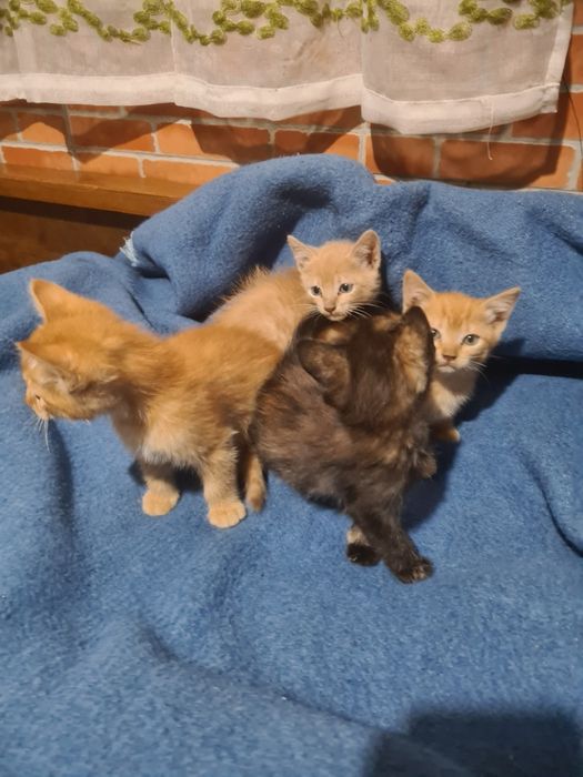 Gatinha preta para Adoção
