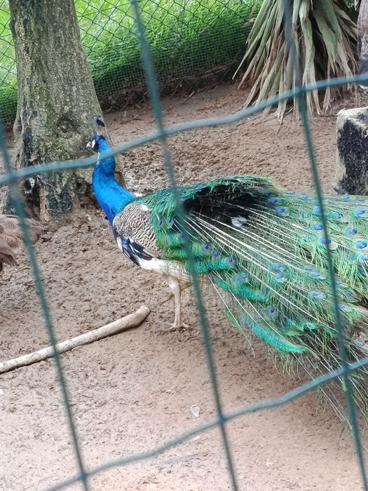 Pavões várias idades