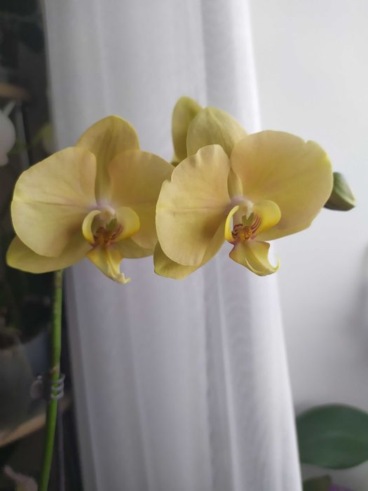 Орхідея Жовта Оливковий відтінок