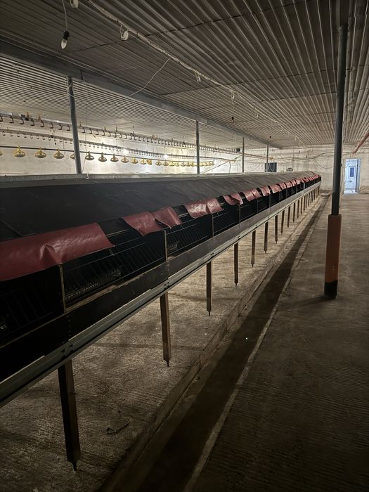 Gniazda automatyczne dla kur niosek Van Gent 41mb