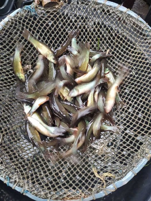 Karp Zarybianie 18/25cm