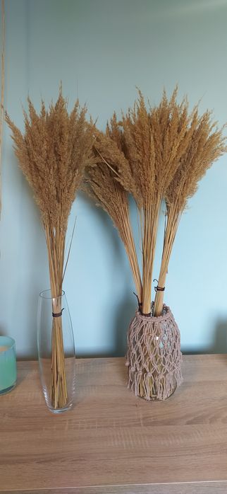 Trawa ozdobna naturalna Boho bukiet 30 sztuk 70 cm