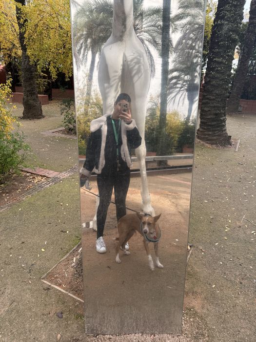 Tomar conta/ Passeio de caẽs. Dog walking. Petsitting. Pet care