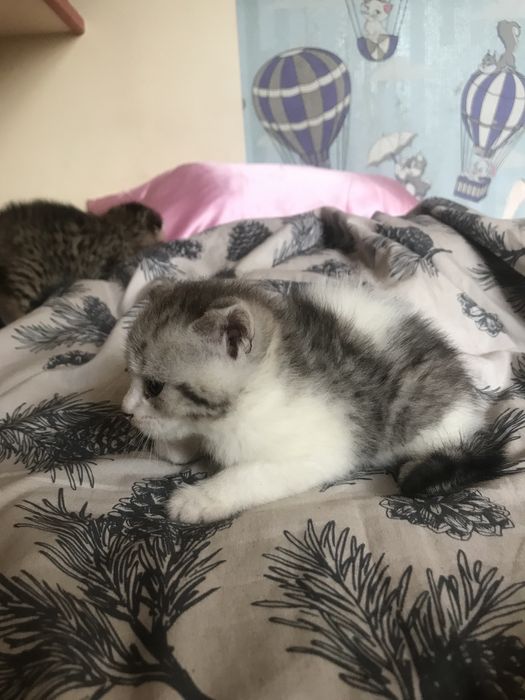 Відам котенят-дівчаток у добрі руки!