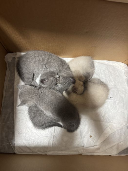 Котенята від Британської кішки