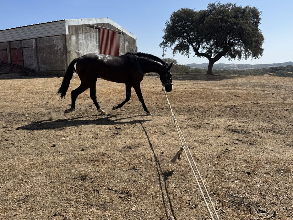 Cavalo Lusitano
