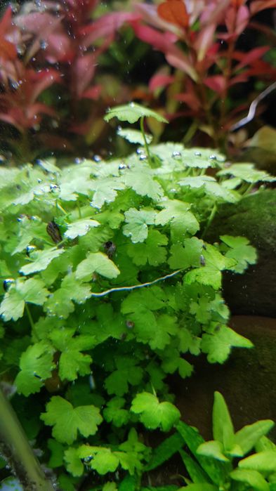 Rośliny akwariowe Hydrocotyle tripartita sp. Japan
