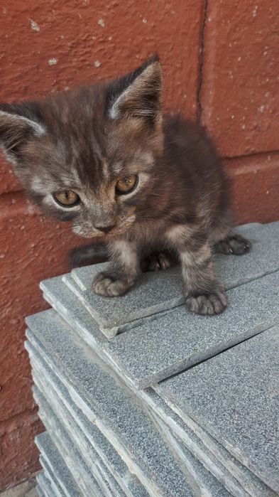 Віддам котиків в добрі руки