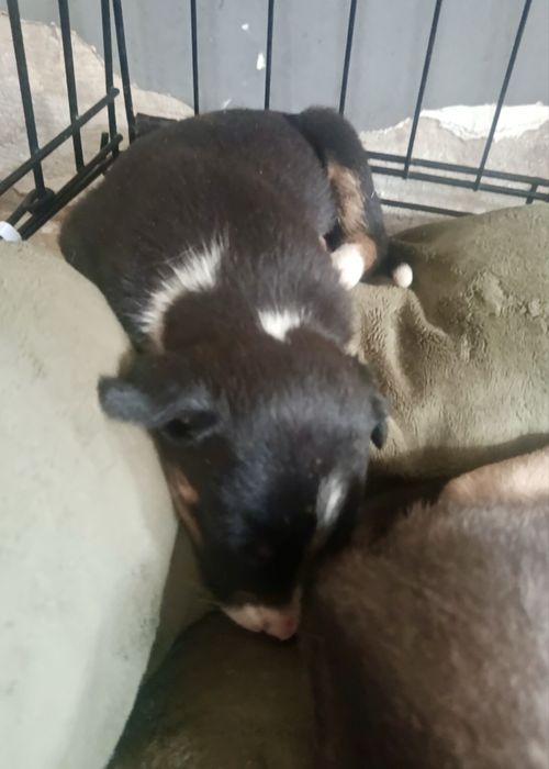 Cãezinhos bebés para adoção responsável