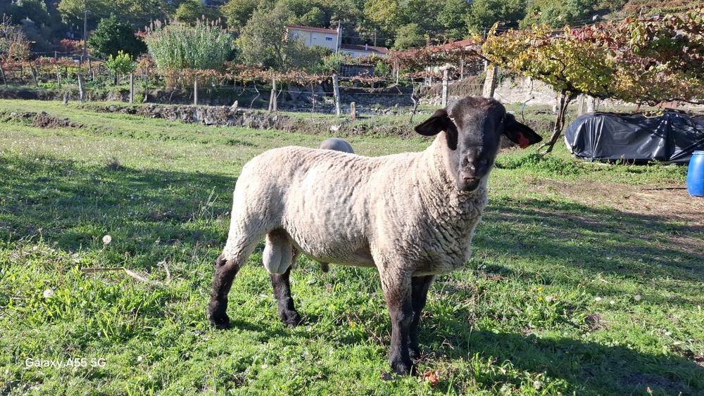 Casal de ovelhas Suffolk
