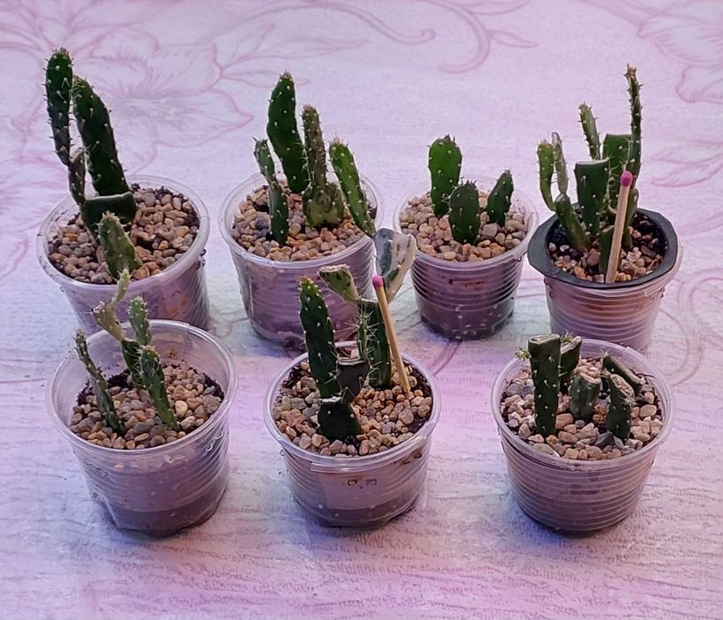 Кактус Опунция Монаканта, Рипсалис