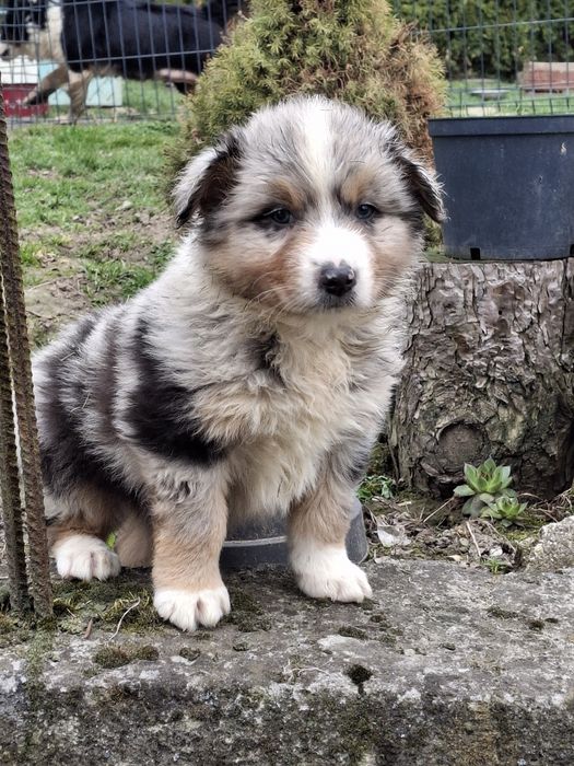 Owczarek australijski cudny piesek