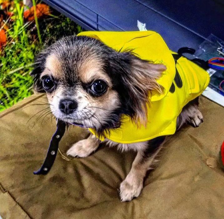 Девочка чихуахуа на случку