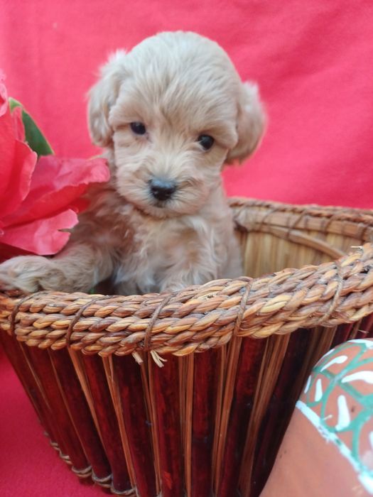 Радість  у вашому домі-хлопчик Мальтіпу  Ф1.